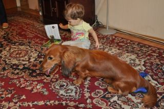 NADIM jamniki Kollapsar